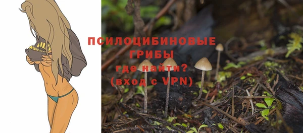 сатива Покачи